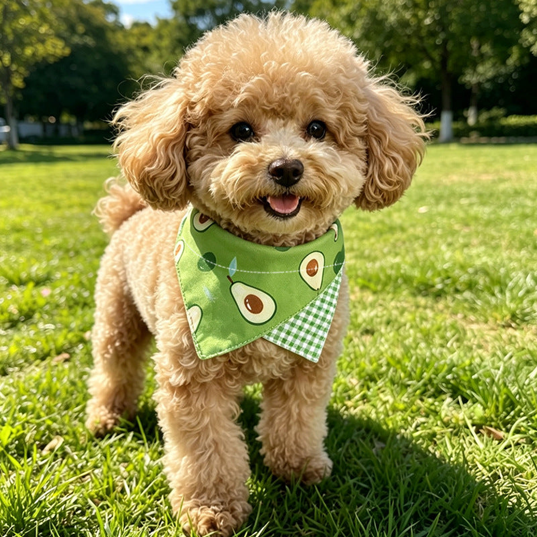 Avocado pet neckwear worn by a curly-coated dog outdoors