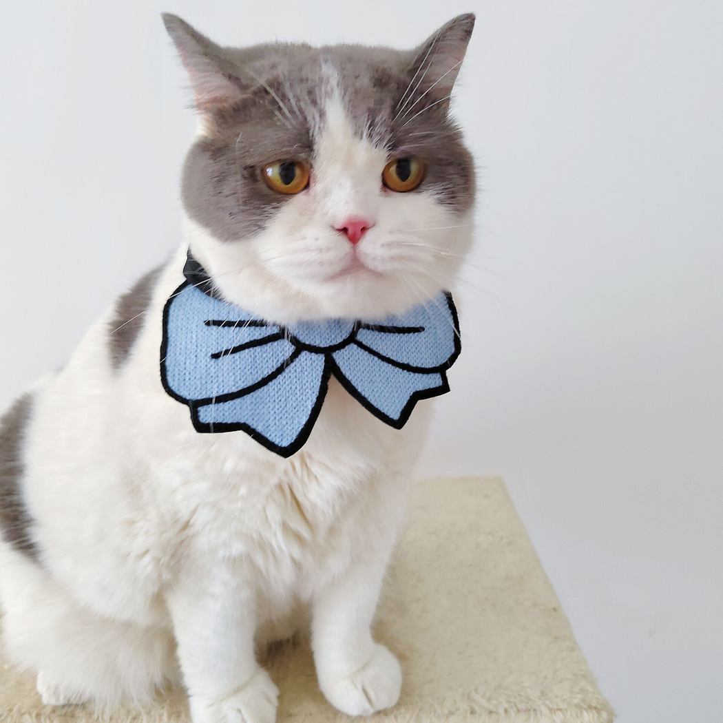 Gray-and-white cat wearing light blue bow cat neckwear