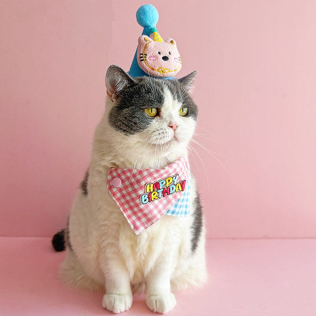 Cat wearing a pink gingham birthday bandana and blue character hat