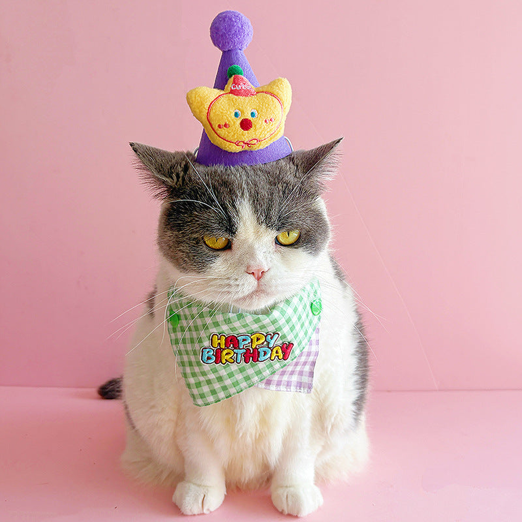 Cat wearing a green gingham birthday bandana and purple character hat