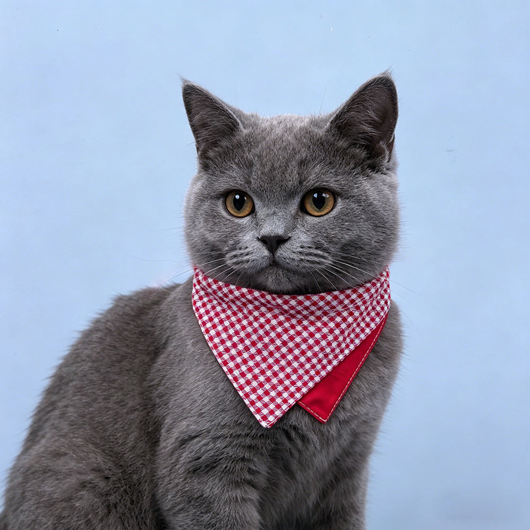 Gray cat wearing Red gingham Pet Neckwear against a pale blue background.