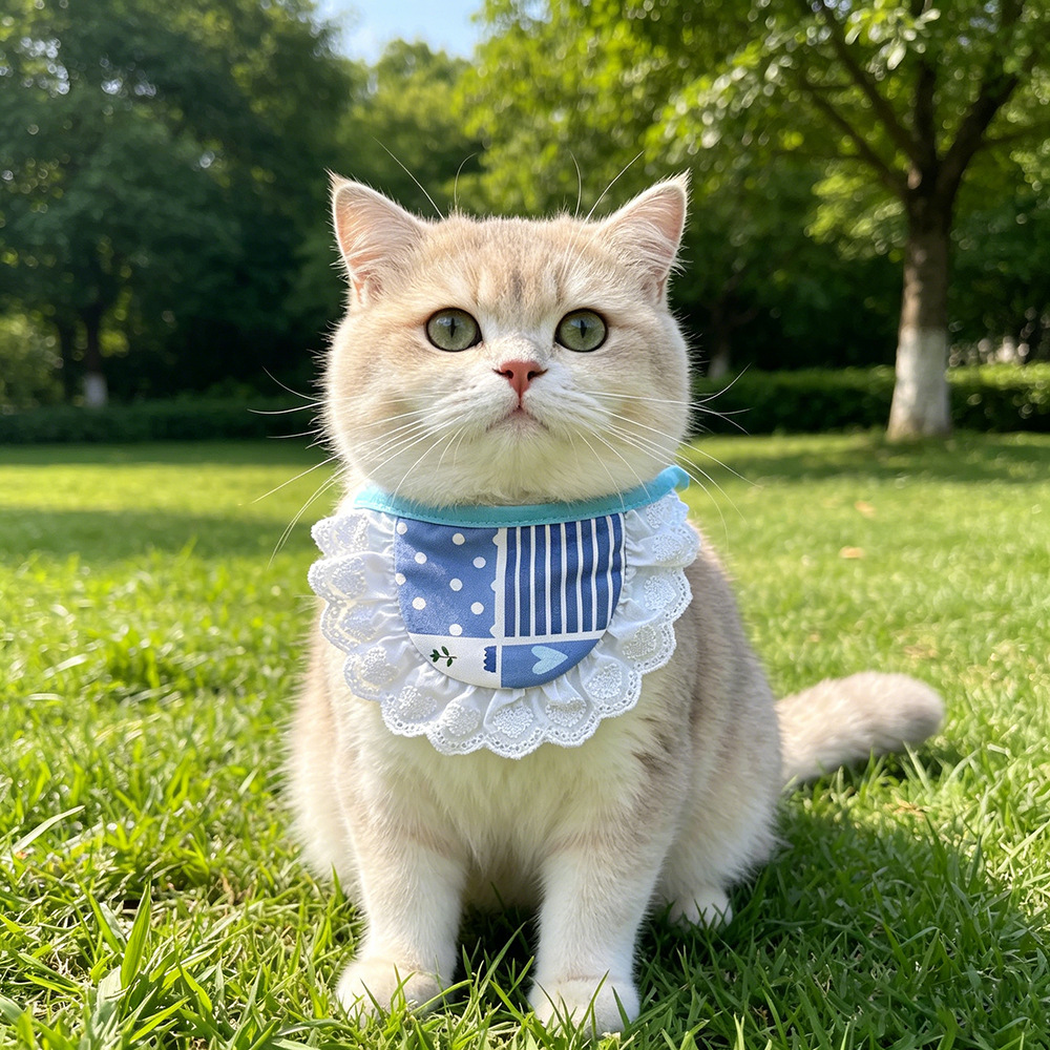 Cream cat wearing blue lace-look bib pet neckwear outdoors