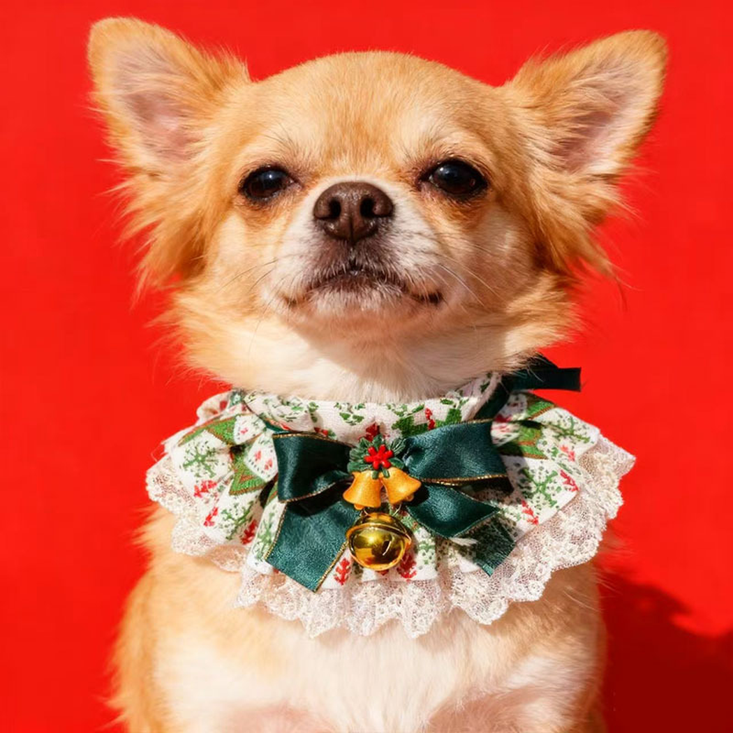 Dog wearing Bells pet neckwear with a dark green bow and hanging gold-tone bell against a red background