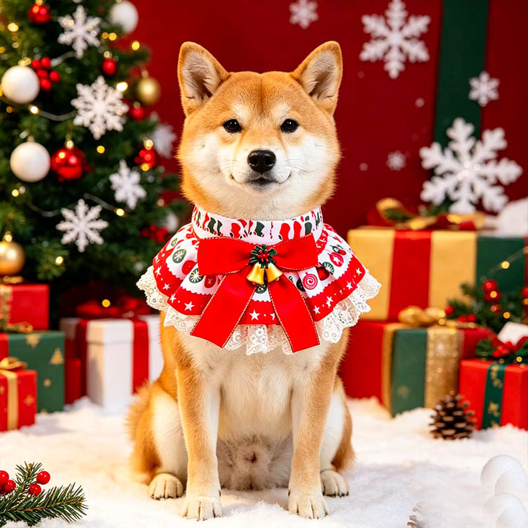 Dog wearing Bells Pet Neckwear with a large bow and lace-look border beside festive presents.