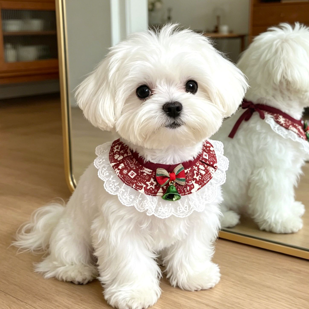 White dog wearing burgundy reindeer-print Pet Neckwear with white lace-look edging and a green bell beside a mirror.