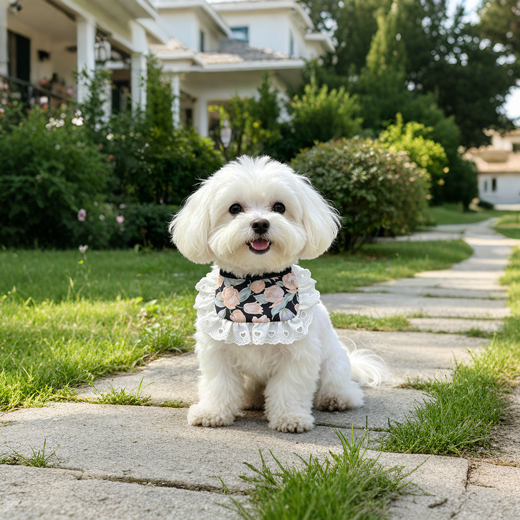 White dog sitting on a garden path wearing Wide floral Pet Neckwear with white eyelet ruffles.