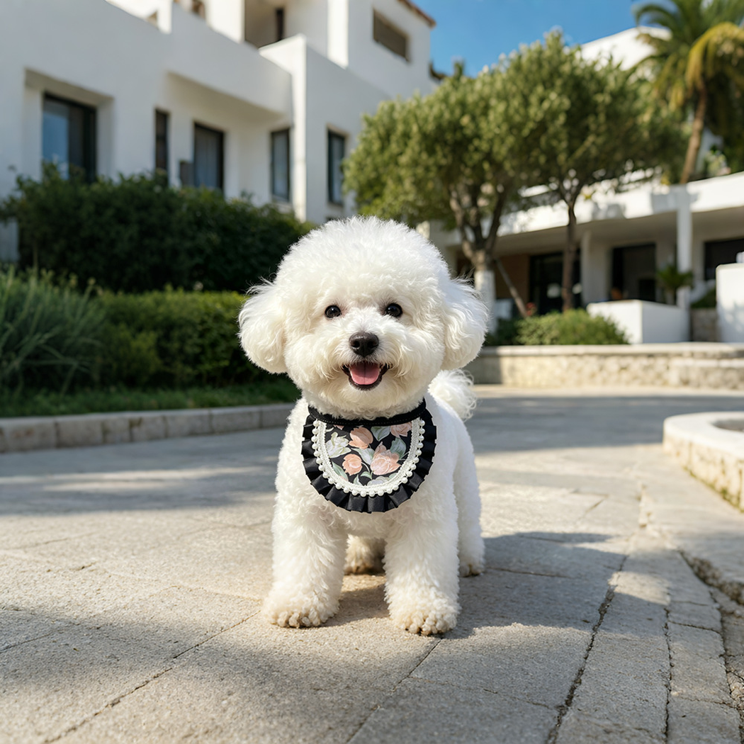 White dog standing outdoors wearing Round floral Pet Neckwear with black pleated edging and white bead trim.