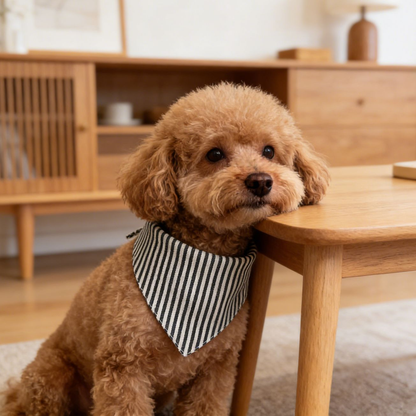 Brown dog wearing black and white striped pet neckwear while resting its chin on a table.