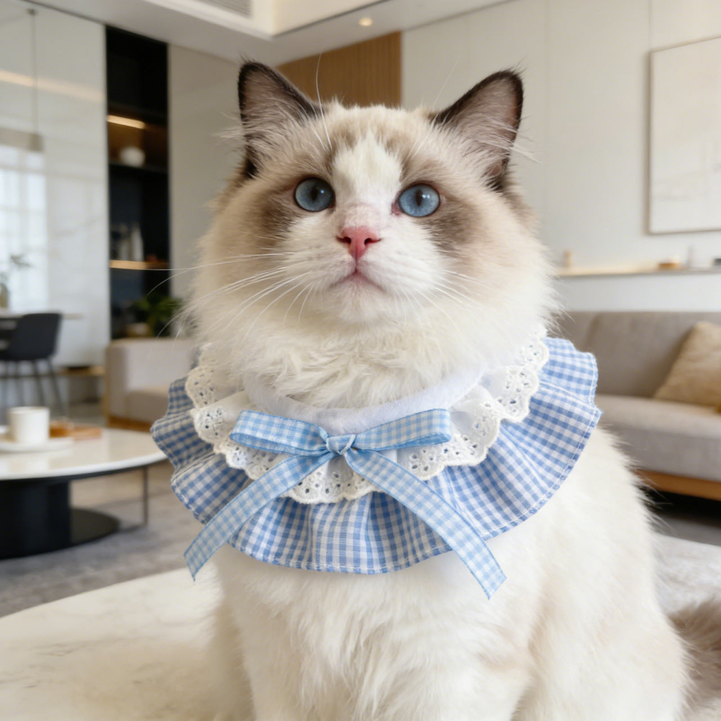 Long-haired cat wearing Light Blue gingham Pet Neckwear with white lace-look ruffles and a bow.