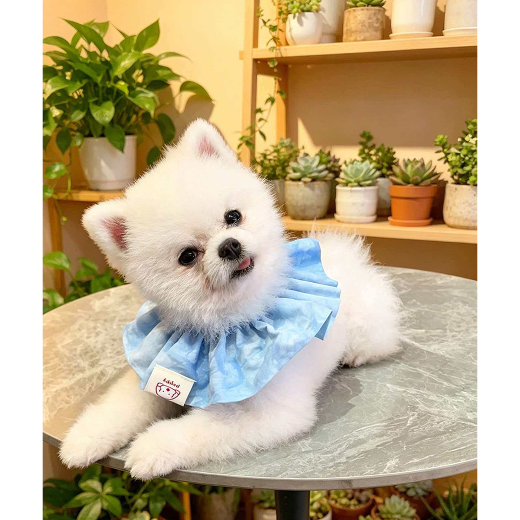 White dog lying on a round table wearing Sky Blue ruffled pet neckwear, with its head tilted.