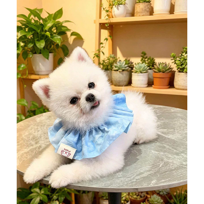 White dog lying on a round table wearing Sky Blue ruffled pet neckwear, with its head tilted.