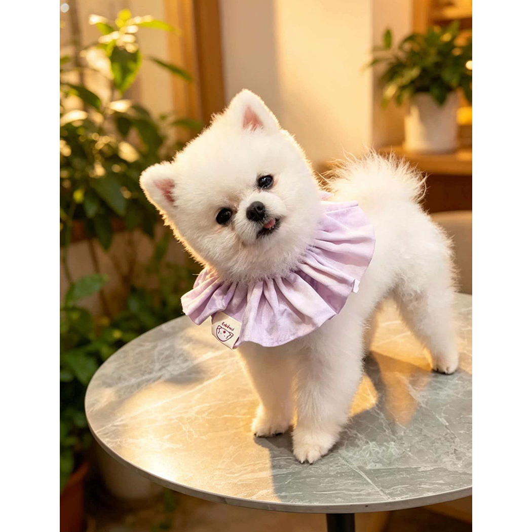 White dog standing on a round table wearing Light Purple ruffled pet neckwear.