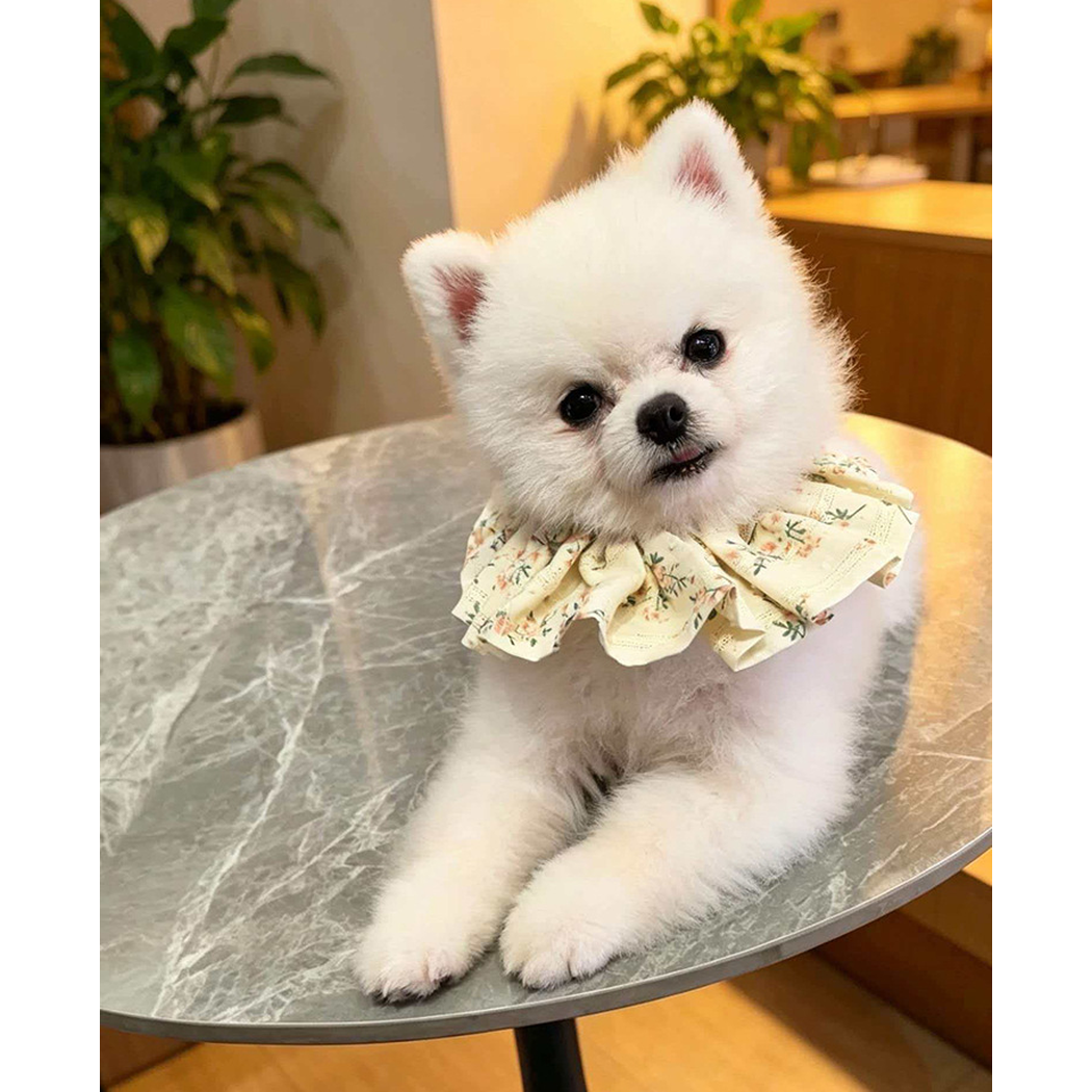 White dog with its head tilted wearing Pink Floral Pet Neckwear, with ruffles spreading across its chest.