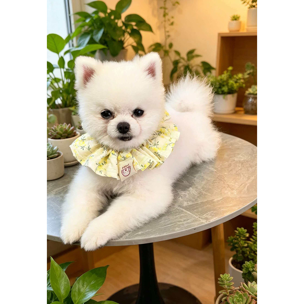 White dog lying with its front paws over a table edge wearing Yellow Floral ruffled Pet Neckwear.