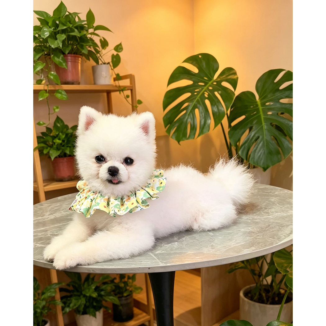 White dog lying on a round table wearing Yellow floral ruffled Pet Neckwear, with plants behind it.