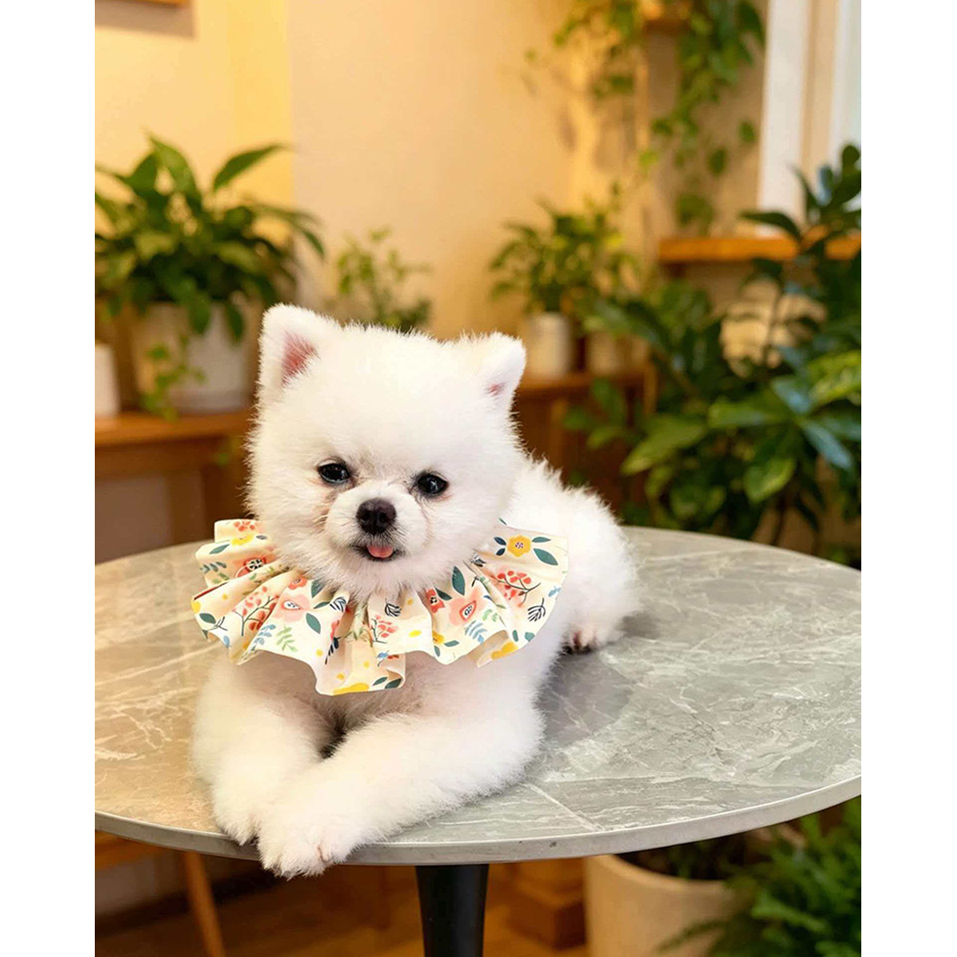 White dog lying on a round table wearing Ivory floral ruffled pet neckwear.