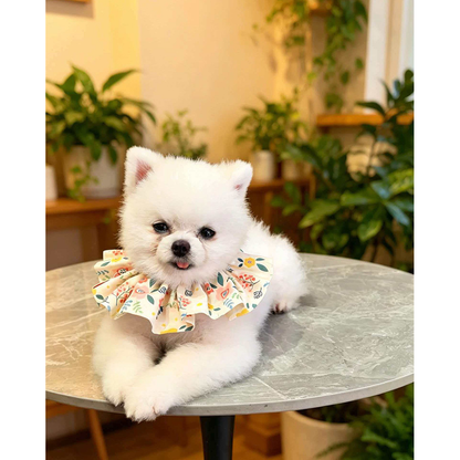 White dog lying on a round table wearing Ivory floral ruffled pet neckwear.