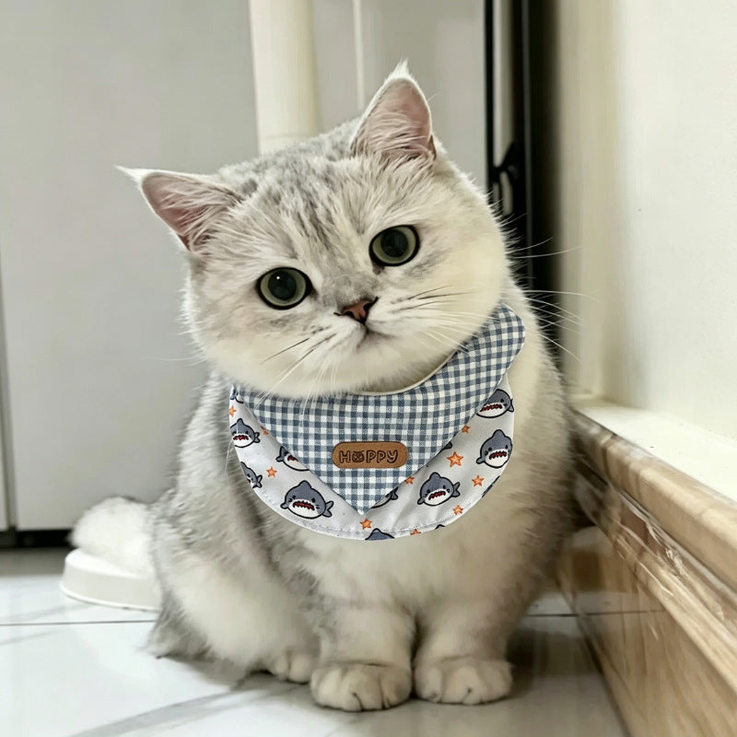 Gray cat wearing a blue gingham shark-print pet neckwear bib
