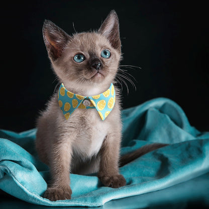Animated gif showing Mokka Flowal Cat Collar rotating to display design