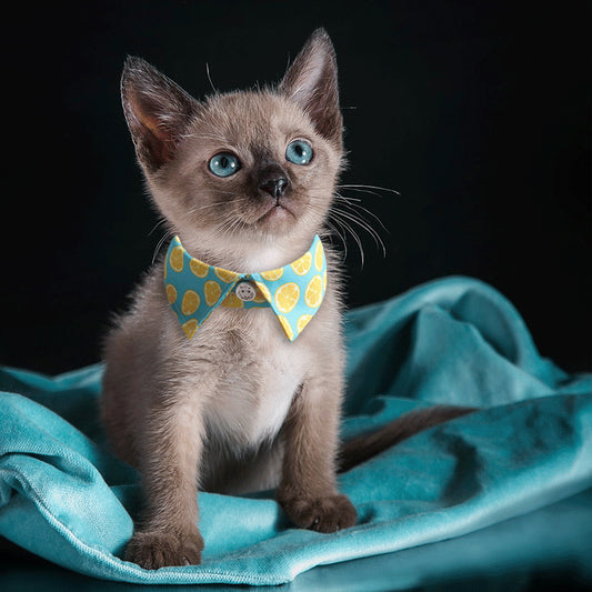 Mokka - Flowal Cat Collar