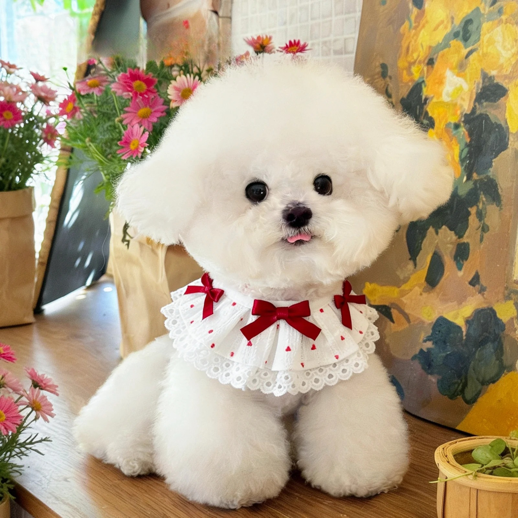 Mokka - Bow Lace Bib Pet Neckwear