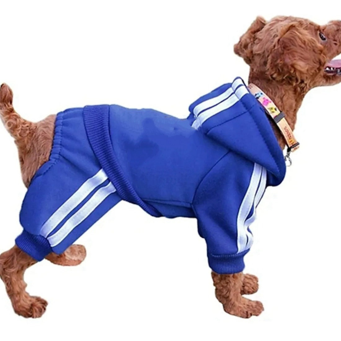Back view of Ozzie hooded dog jumpsuit with hood and sport stripes on a small dog