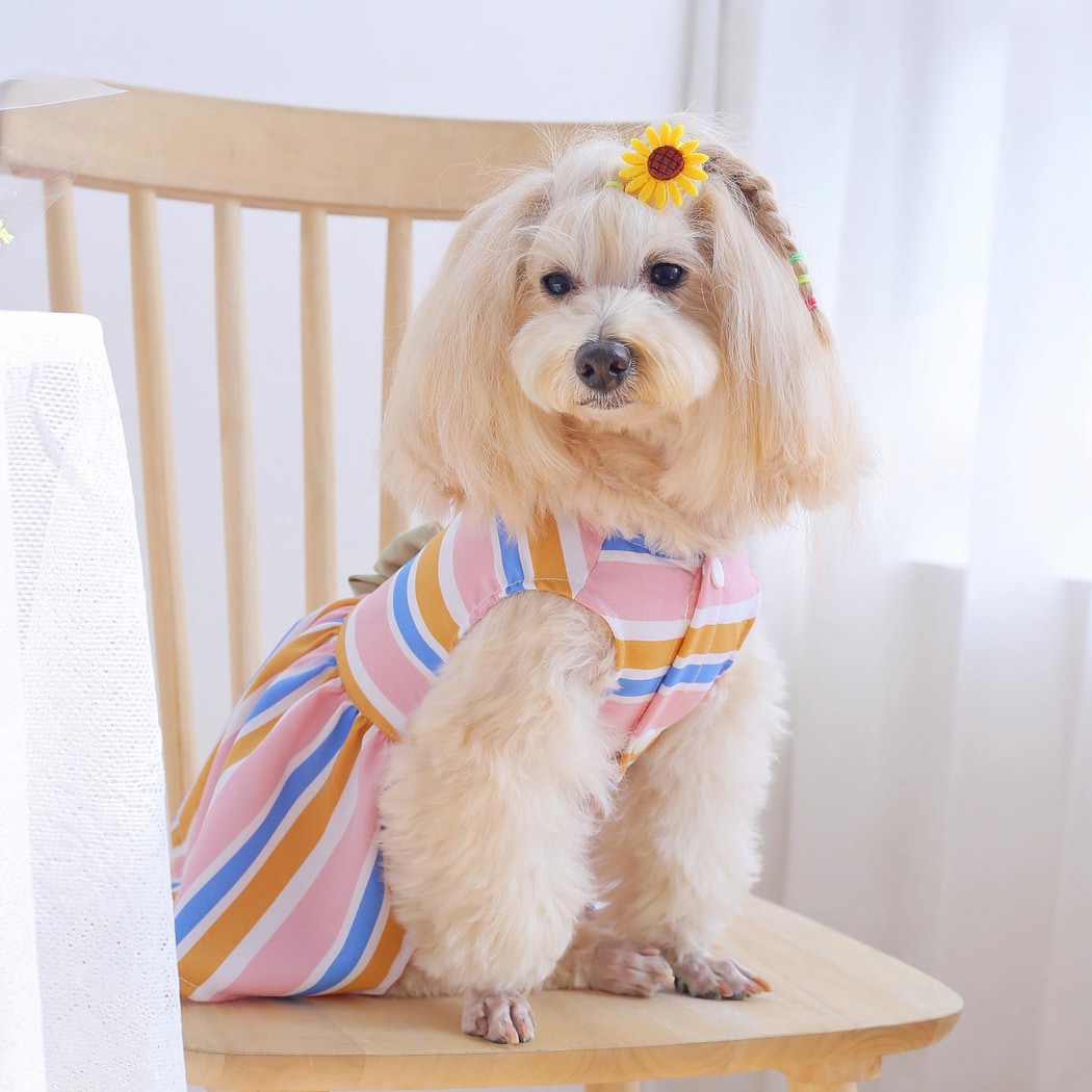 Ozzie - Colorful Striped Bow Pet Dress