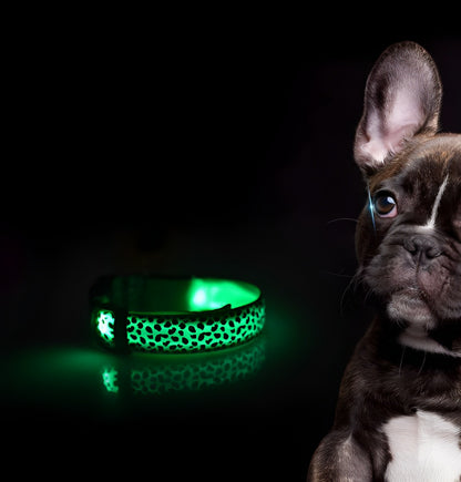 Close-up of LED dog collar emitting bright red light