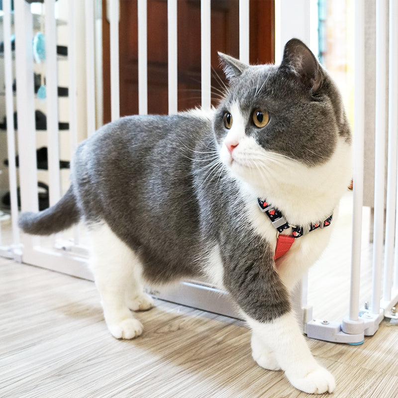 Cat wearing Loofie Multi-colored Cat Harness with Leash outdoors