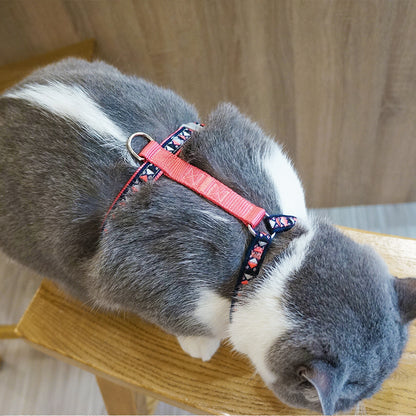 Loofie cat harness with leash worn by a cat