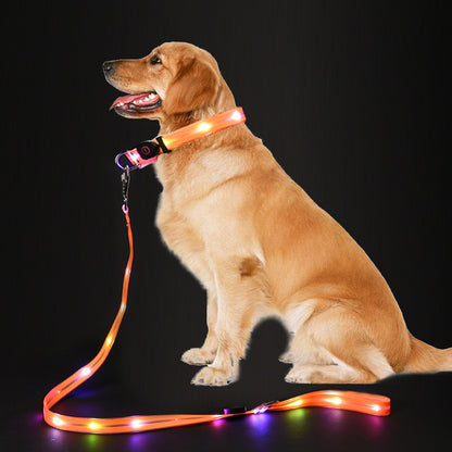 LED dog leash coiled with light turned on